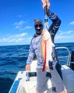 Mangrove Snapper Fishing in Tavernier, Florida