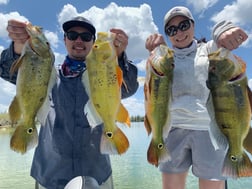 Peacock Bass Fishing in Palmetto Bay, Florida