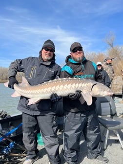 Sturgeon Fishing in Anderson, California