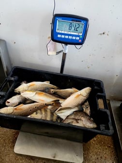 Redfish Fishing in Boothville-Venice, LA, USA