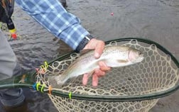 Rainbow Trout fishing in Littleton, Colorado