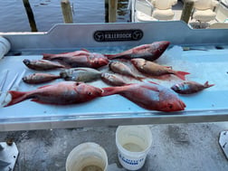 Mangrove Snapper, Red Snapper, Scup Fishing in Panama City Beach, Florida