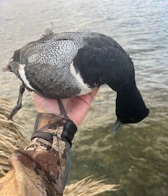 Bufflehead Hunting in Panama City, Florida