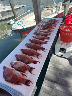 Hogfish Fishing in Madeira Beach, Florida