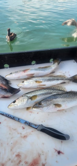 Tripletail Fishing in Islamorada, Florida