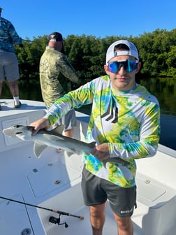 Snook Fishing in Tampa, Florida