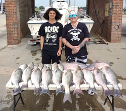 Hybrid Striped Bass Fishing in Runaway Bay, Texas