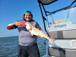 Speckled Trout / Spotted Seatrout Fishing in Rio Hondo, Texas