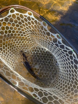 Rainbow Trout fishing in Broken Bow, Oklahoma