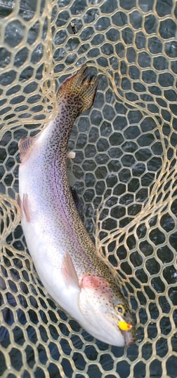 Fishing in Broken Bow, Oklahoma