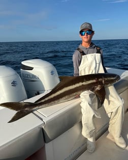 Cobia Fishing in Sarasota, Florida