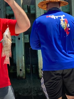 Hogfish fishing in St. Petersburg, Florida