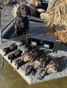 Bufflehead Hunting in Panama City, Florida