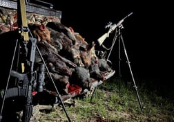 Hog Hunting in Fulshear, Texas