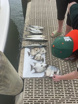 Spadefish, Spanish Mackerel fishing in Gulf Shores, Alabama