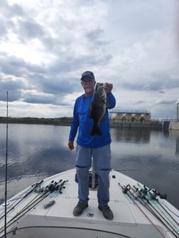 Peacock Bass Fishing in Wellington, Florida