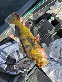 Fishing in Fort Lauderdale, Florida