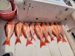 Fishing in Clearwater, Florida