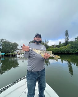 Jack Crevalle Fishing in Sarasota, Florida