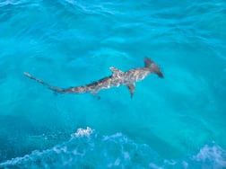 Fishing in Islamorada, Florida