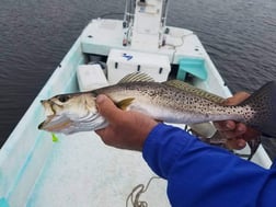 Florida Pompano, Speckled Trout Fishing in Crystal River, Florida