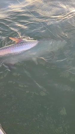 Tarpon fishing in Port O'Connor, Texas