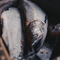 Pink Salmon Fishing in Ketchikan, Alaska