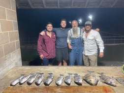 Black Drum, Sheepshead Fishing in Palacios, Texas