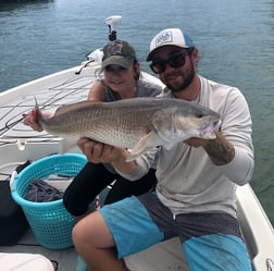 Tripletail fishing in Clearwater, Florida