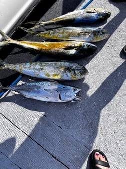 Fishing in Miami, Florida