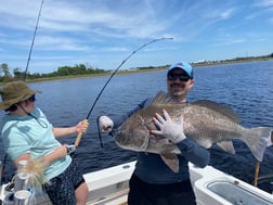 Black Drum Fishing in Jacksonville, Florida