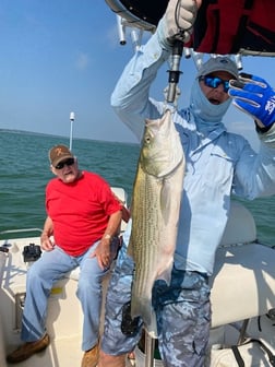 Hybrid Striped Bass Fishing in Runaway Bay, Texas