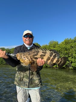 Goliath Grouper Fishing in Islamorada, Florida