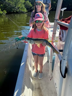 Snook Fishing in Saint Petersburg, Florida