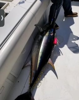 Yellowfin Tuna Fishing in San Diego, California