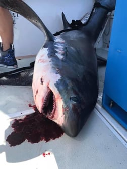 Thresher Shark Fishing in Freeport, New York, USA