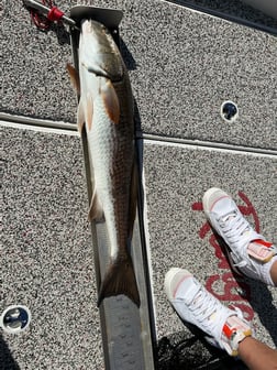 Mangrove Snapper fishing in Holmes Beach, Florida