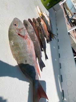 Lane Snapper, Mutton Snapper Fishing in Key West, Florida