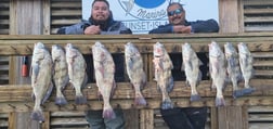 Black Drum Fishing in Corpus Christi, Texas