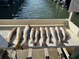 Redfish Fishing in Port O'Connor, Texas