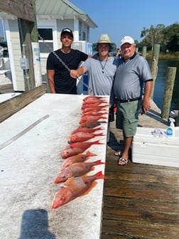 Little Tunny / False Albacore, Triggerfish, Vermillion Snapper Fishing in Niceville, Florida