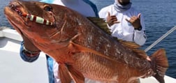 Goliath Grouper Fishing in Clearwater, Florida