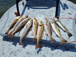 Redfish, Speckled Trout Fishing in South Padre Island, Texas