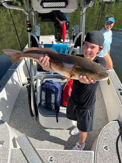 Mangrove Snapper fishing in Holmes Beach, Florida