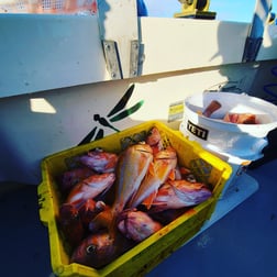 Rockfish Fishing in Bodega Bay, California