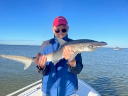 Bull Shark Fishing in Tampa, Florida