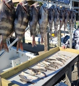 Sheepshead Fishing in Biloxi, Mississippi