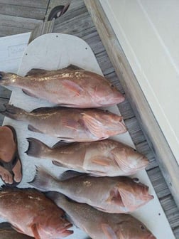 False Albacore, Mahi Mahi Fishing in Clearwater, Florida