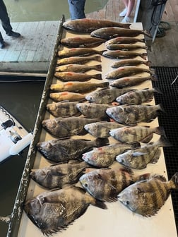 Sheepshead Fishing in Buras, Louisiana