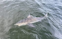 Bull Shark Fishing in Tampa, Florida